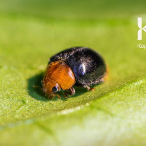 CRYPTOLAEMUS MONTROUZIERI