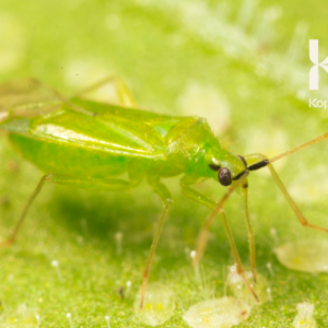 MACROLOPHUS CALIGINOSUS