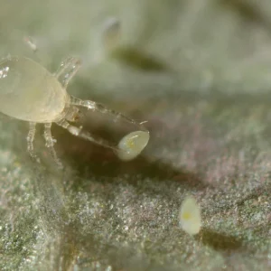 AMBLYDROMALUS LIMONICUS