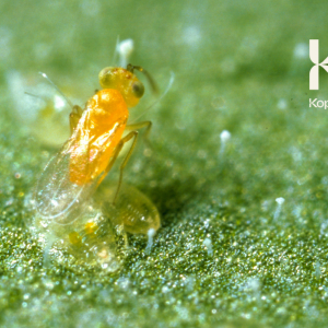 ERETMOCERUS EREMICUS