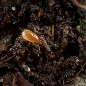 MACROCHELES ROBUSTULUS