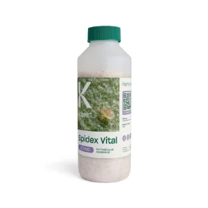 PHYTOSEIULUS PERSIMILIS