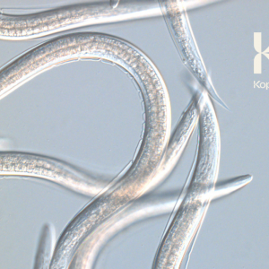 STEINERNEMA CARPOCAPSAE