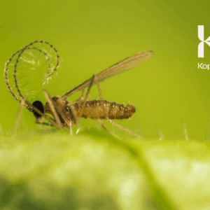 APHIDOLETES APHIDIMYZA