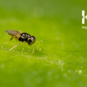 APHELINUS ABDOMINALIS
