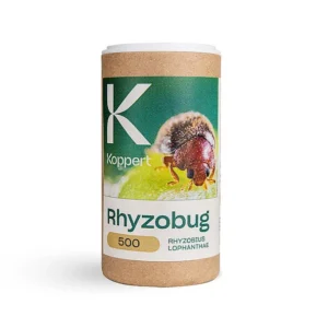 RHYZOBIUS LOPHANTHAE