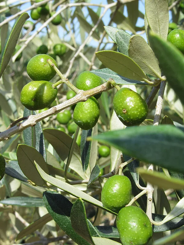 MOSCA DEL OLIVO