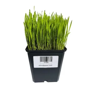 PLANTES BANKER