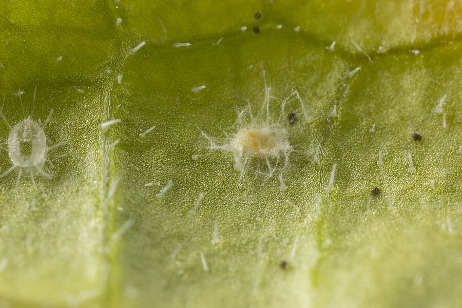 MYCOTAL - Imagen 2
