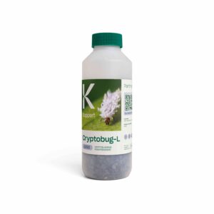 CRYPTOLAEMUS MONTROUZIERI