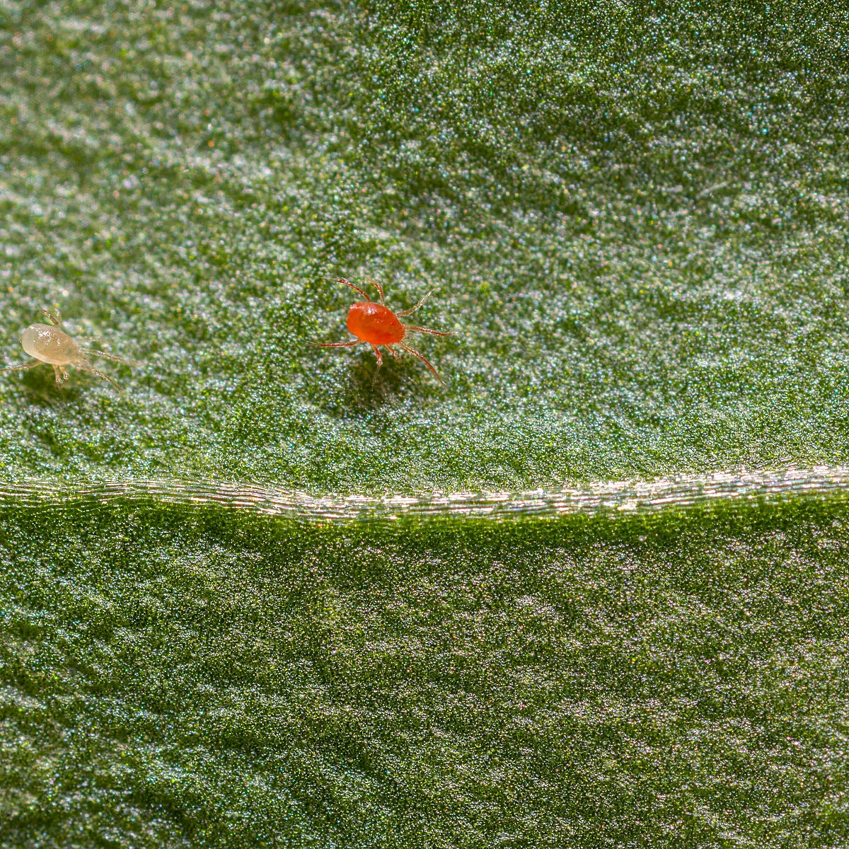 PHYTOSEIULUS PERSIMILIS - Imatge 2