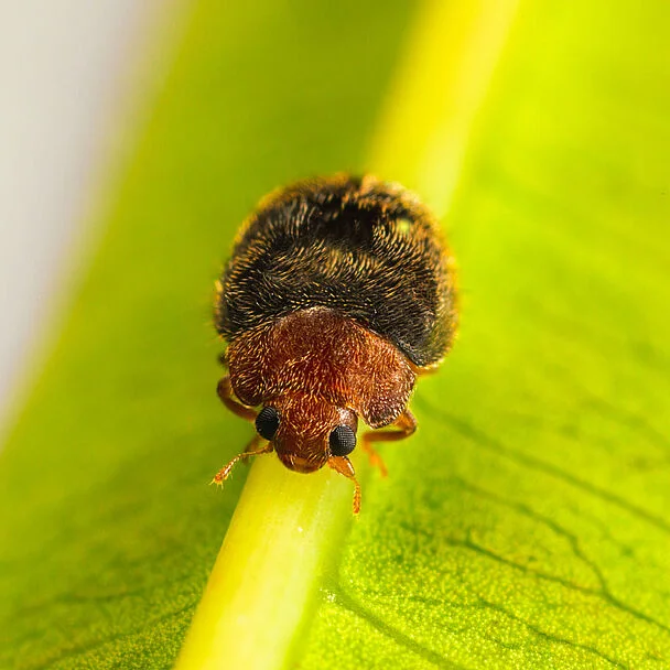 RHYZOBIUS LOPHANTHAE - Imagen 2