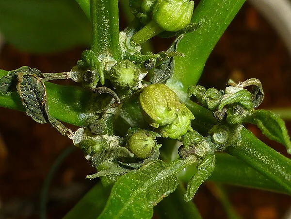 ARAÑA BLANCA