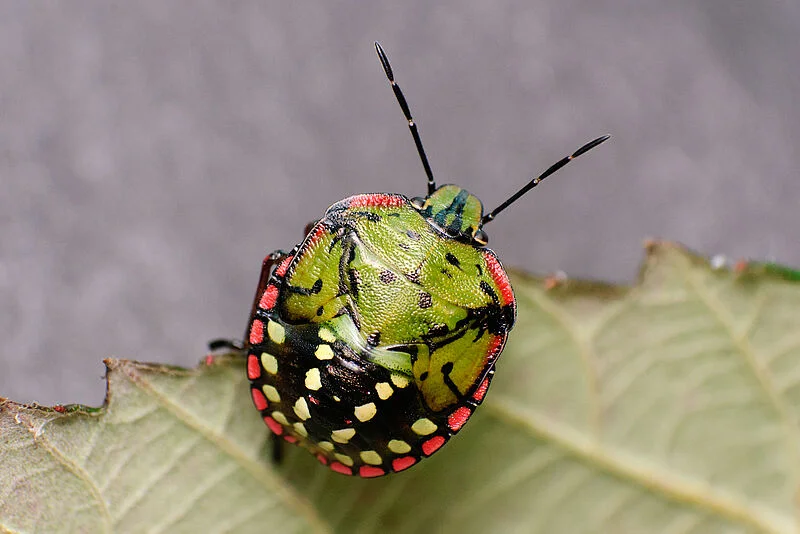 CHINCHE VERDE