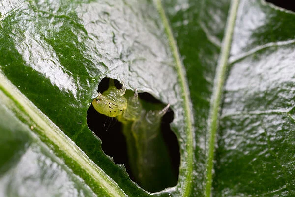 MINADOR DE HOJA