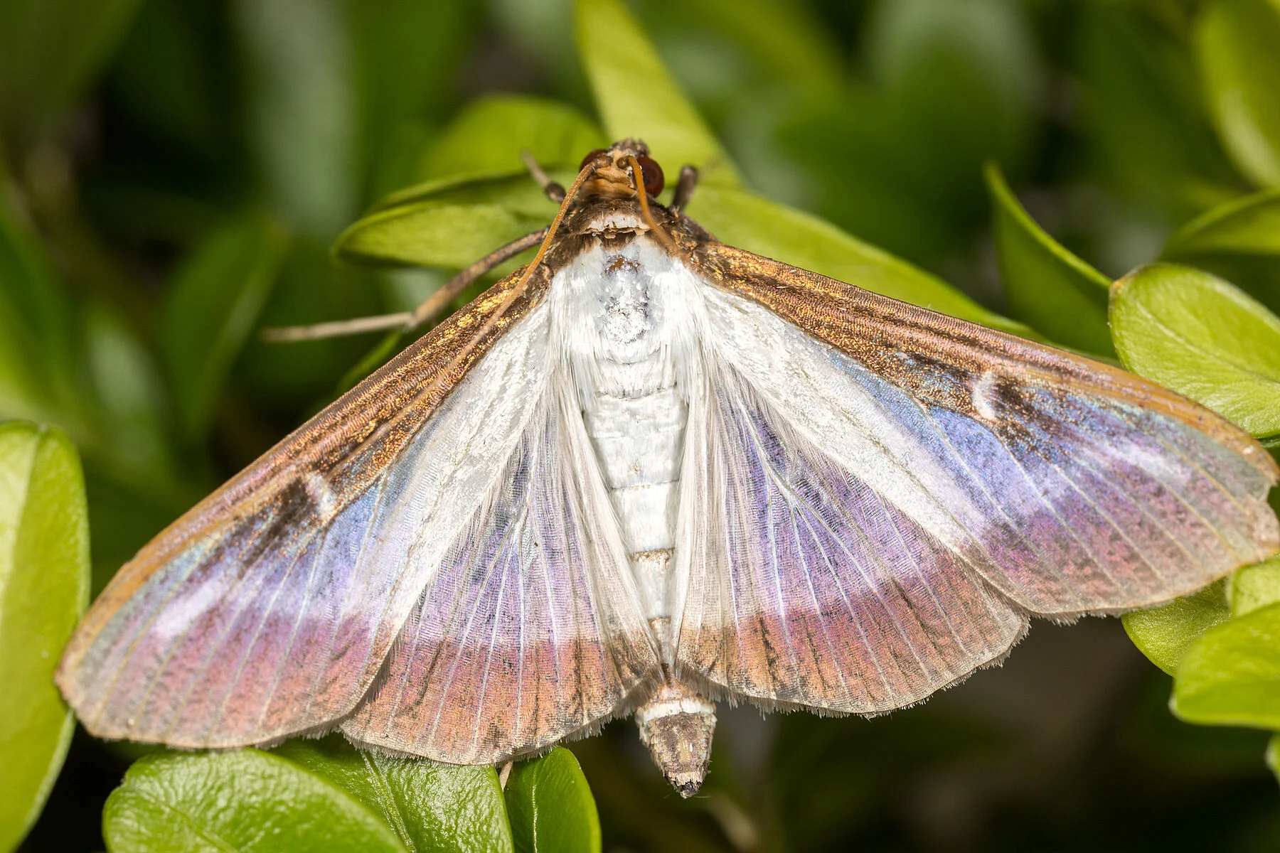 POLILLA DEL BOJ