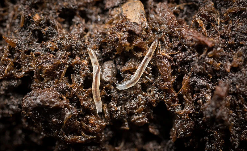 ESCIARIDA/MOSCA MANTILLO
