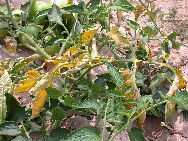 HONGOS DE CUELLO Y RAÍZ