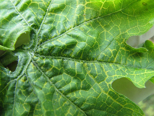 HONGOS DE CUELLO Y RAÍZ