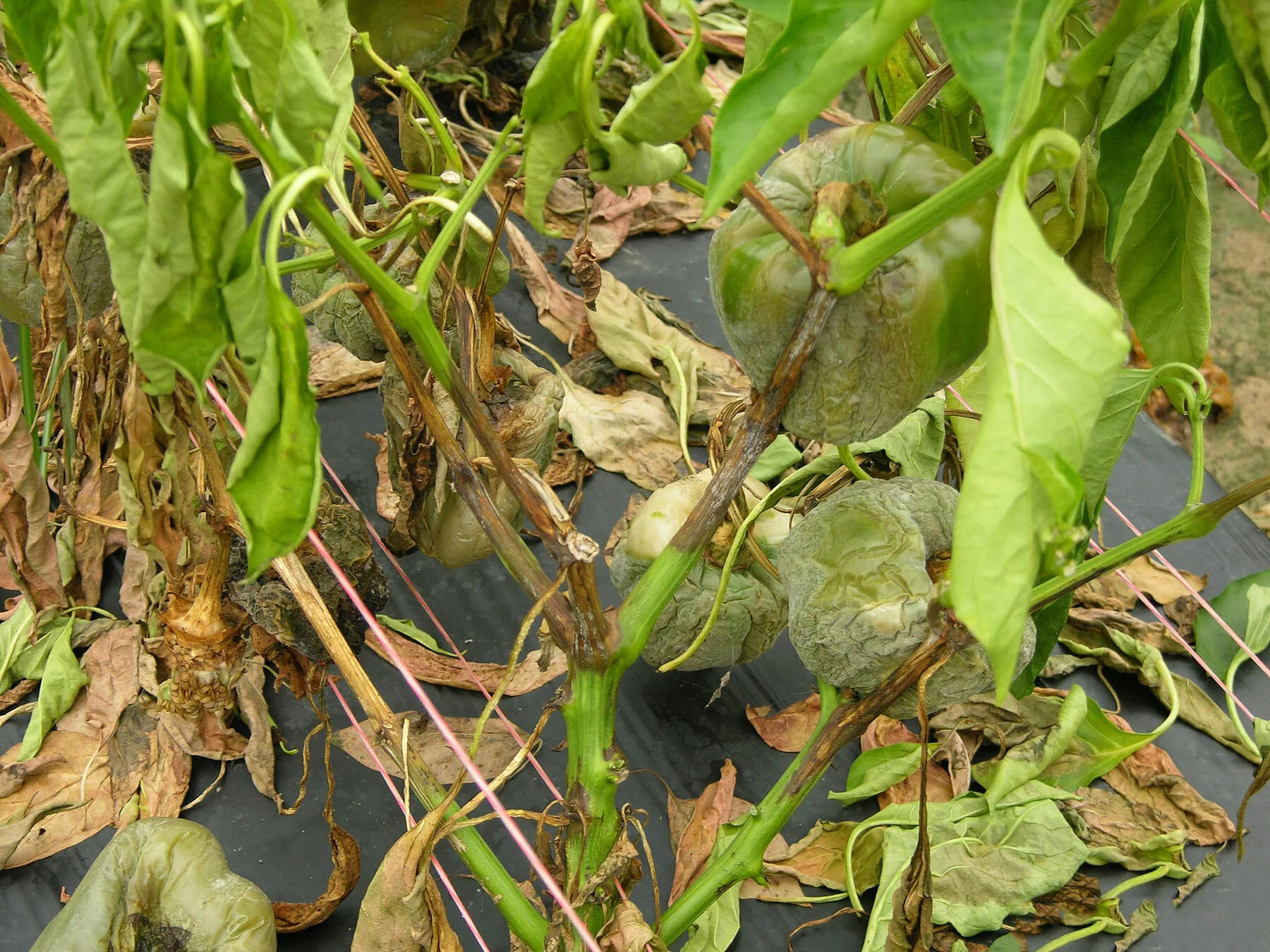 HONGOS DE CUELLO Y RAÍZ