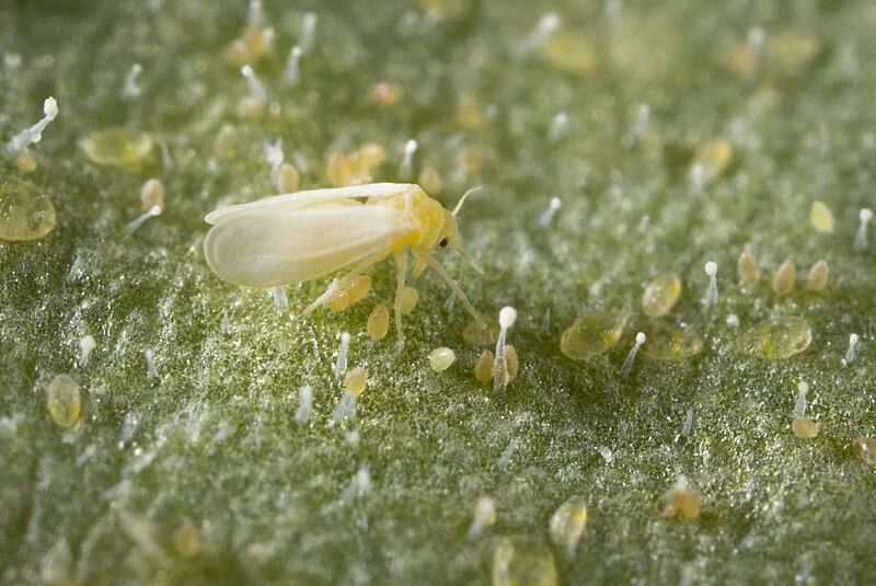 MOSCA BLANCA