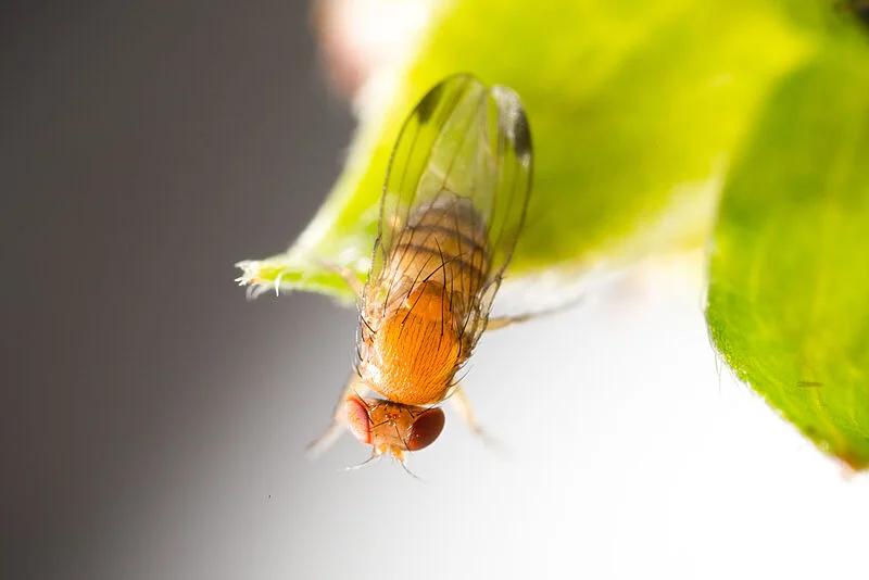 MOSCA DE LAS ALAS MANCHADAS