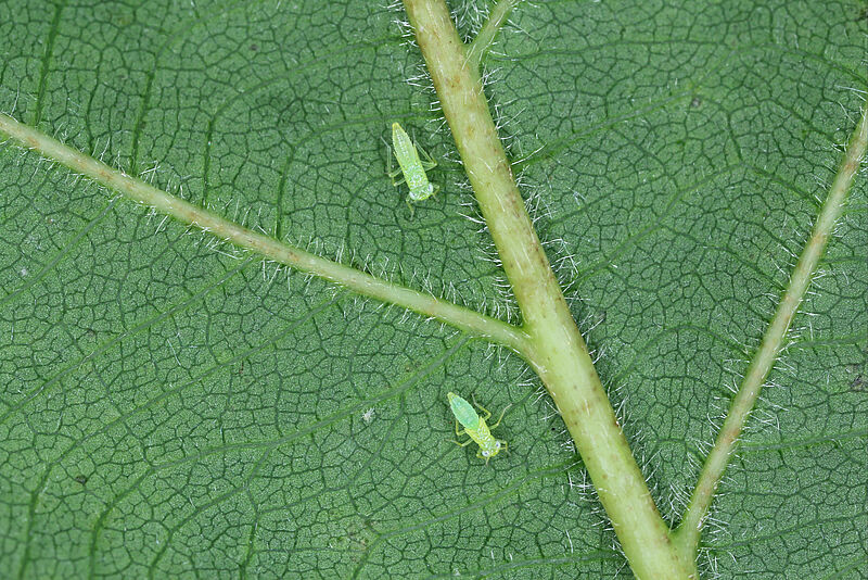 MOSQUITO VERDE