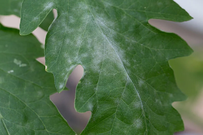OÍDIO
