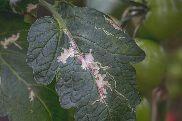 TUTA ABSOLUTA