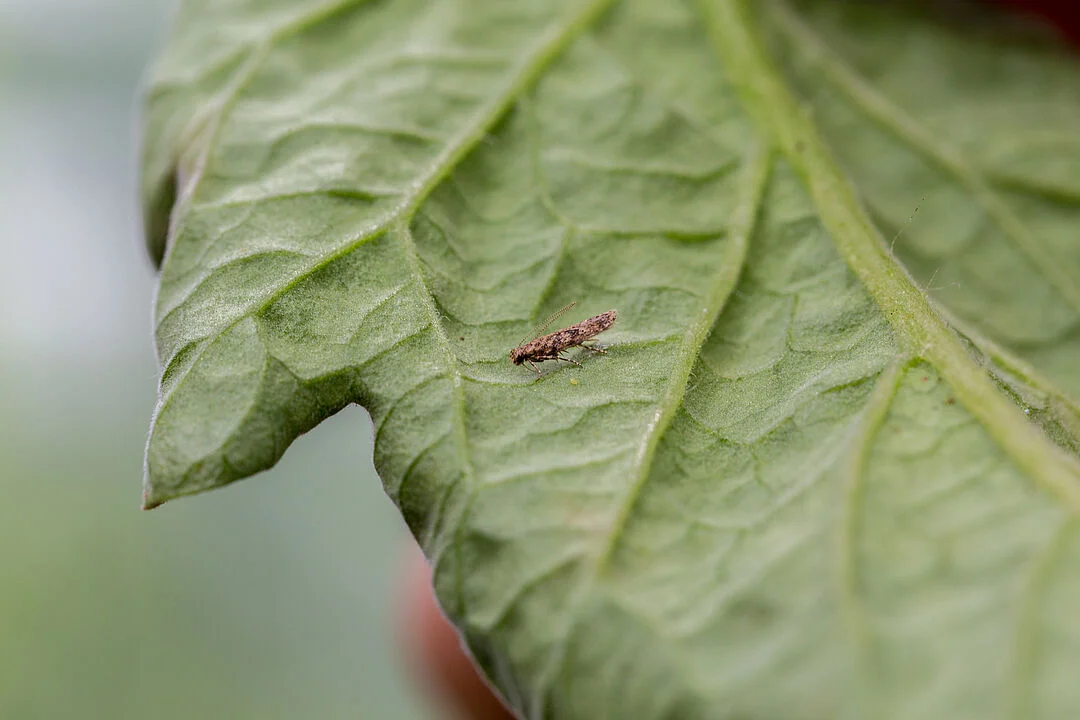 TUTA ABSOLUTA