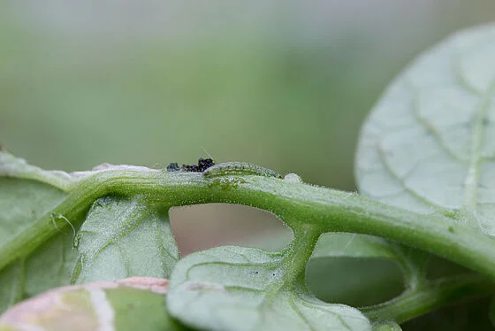 TUTA ABSOLUTA