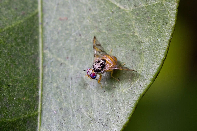 MOSCA MEDITERRÁNEA DE LA FRUTA